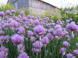 Common chives