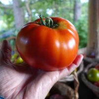 Tomate Red Brandywine