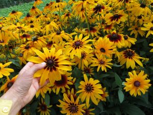 Rudbeckie Gloriosa, rudbeckia hirta