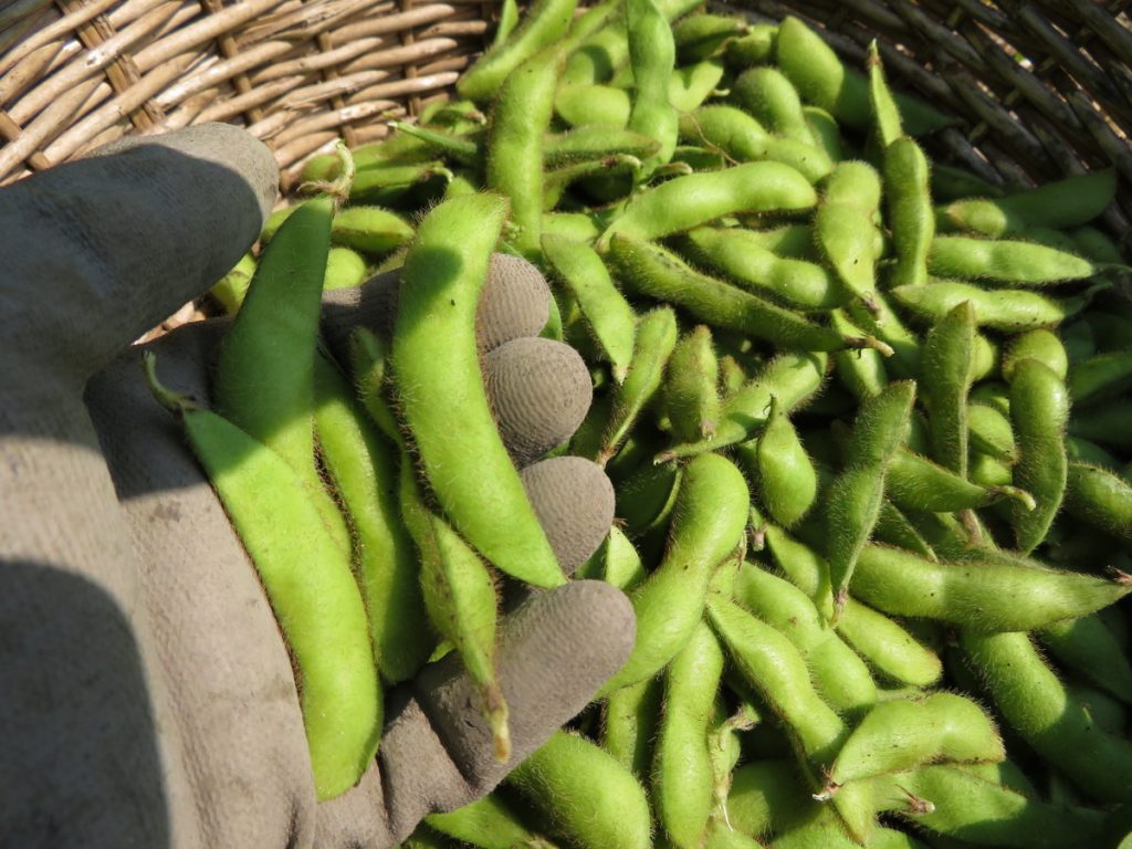 Soya Midori Giant