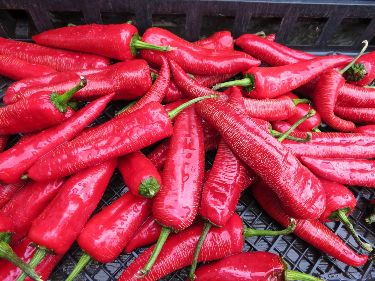 Semences Piment Paprika Boldog Le potager ornemental de Catherine