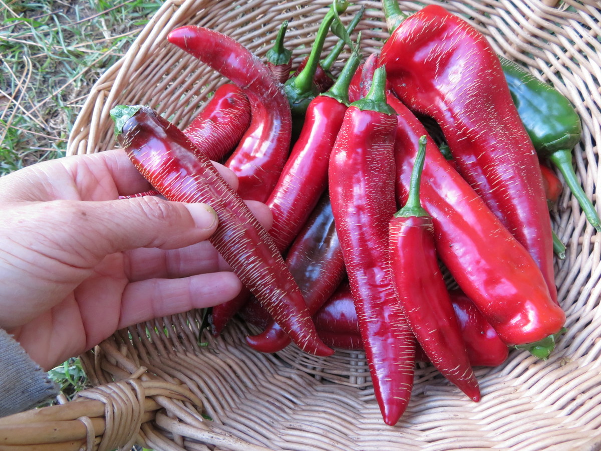 Semences Piment Paprika Boldog Le potager ornemental de Catherine