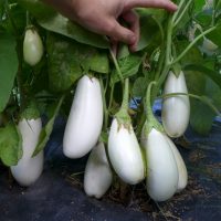 Semences aubergine Casper