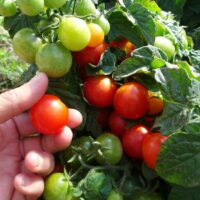 Tomate micro-naine Birdie rouge