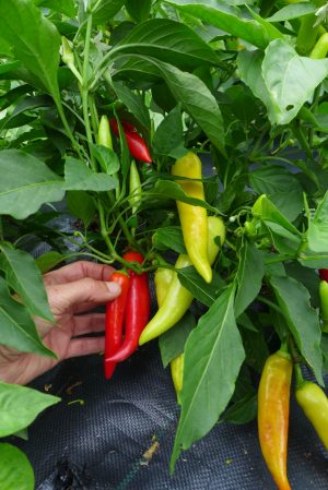 Piment Hot Banana
