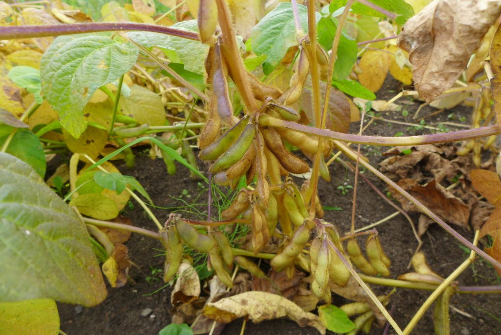 semences de Soya Fiskeby, soybean seeds