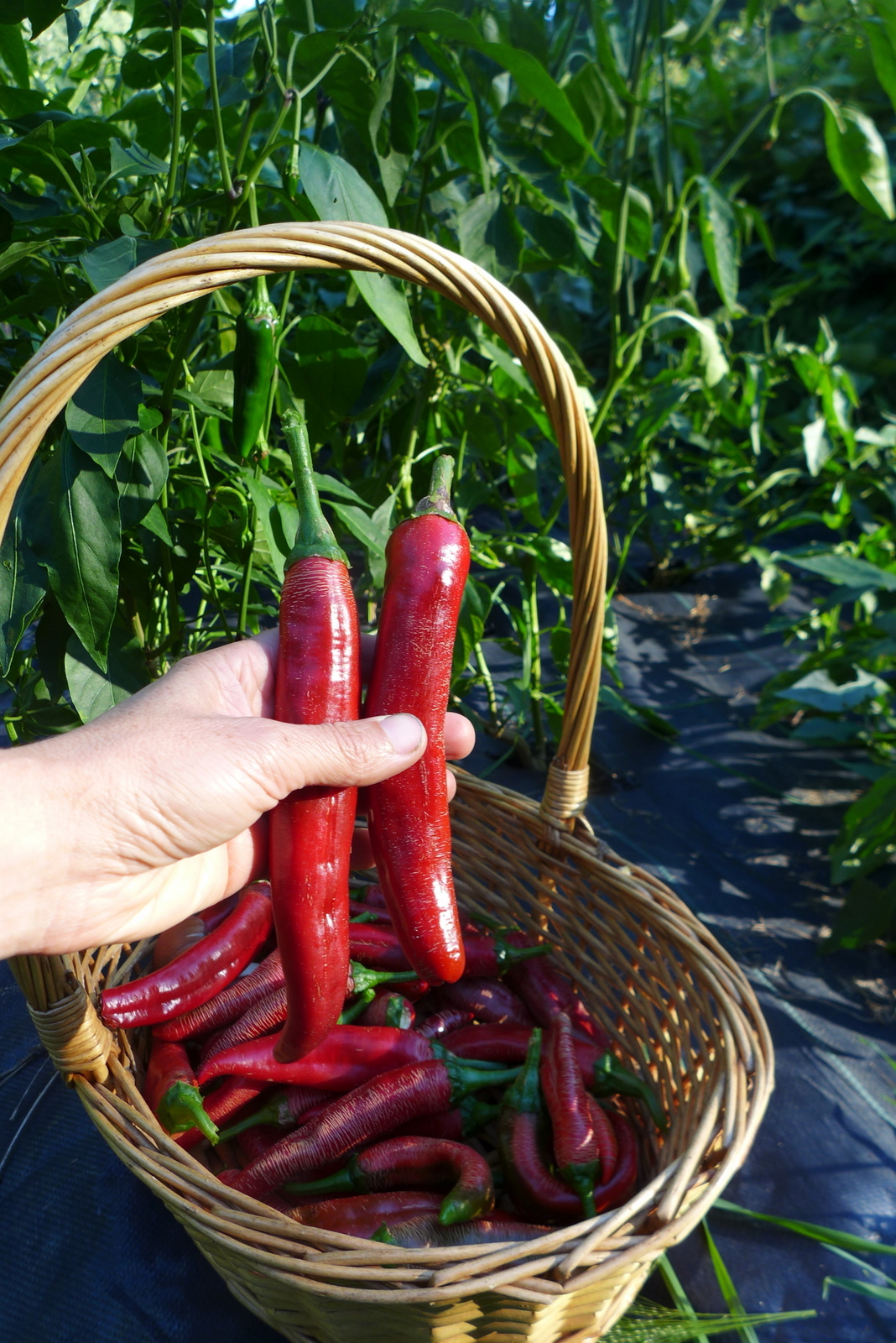 Semences Piment Paprika Boldog Le potager ornemental de Catherine