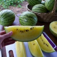 semences de Melon d'eau jaune Petite Yellow watermelon seed