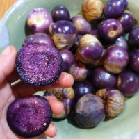 Tomatillo deep purple semences