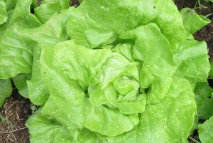 White Boston lettuce