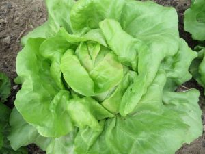 White Boston lettuce