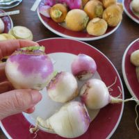 Young Purple Top White Globe turnip