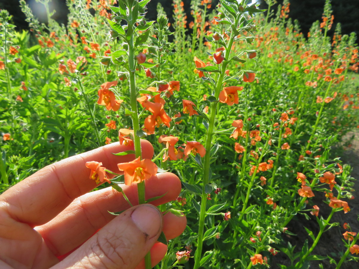 Coral Beauty alonsoa, alonsoa meridionalis