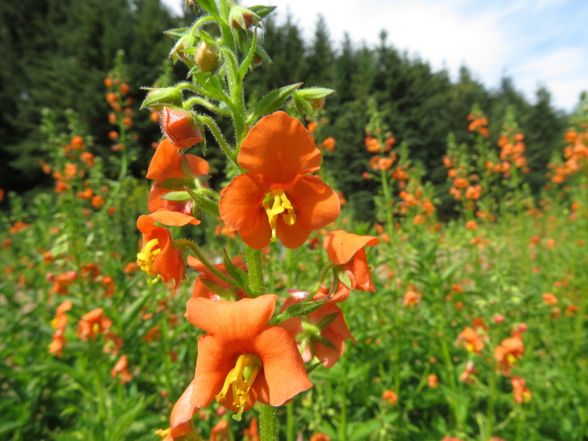 Coral Beauty alonsoa, alonsoa meridionalis