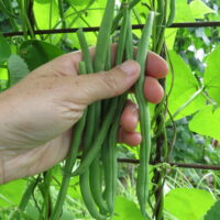 Haricot grimpant Kentucky blue