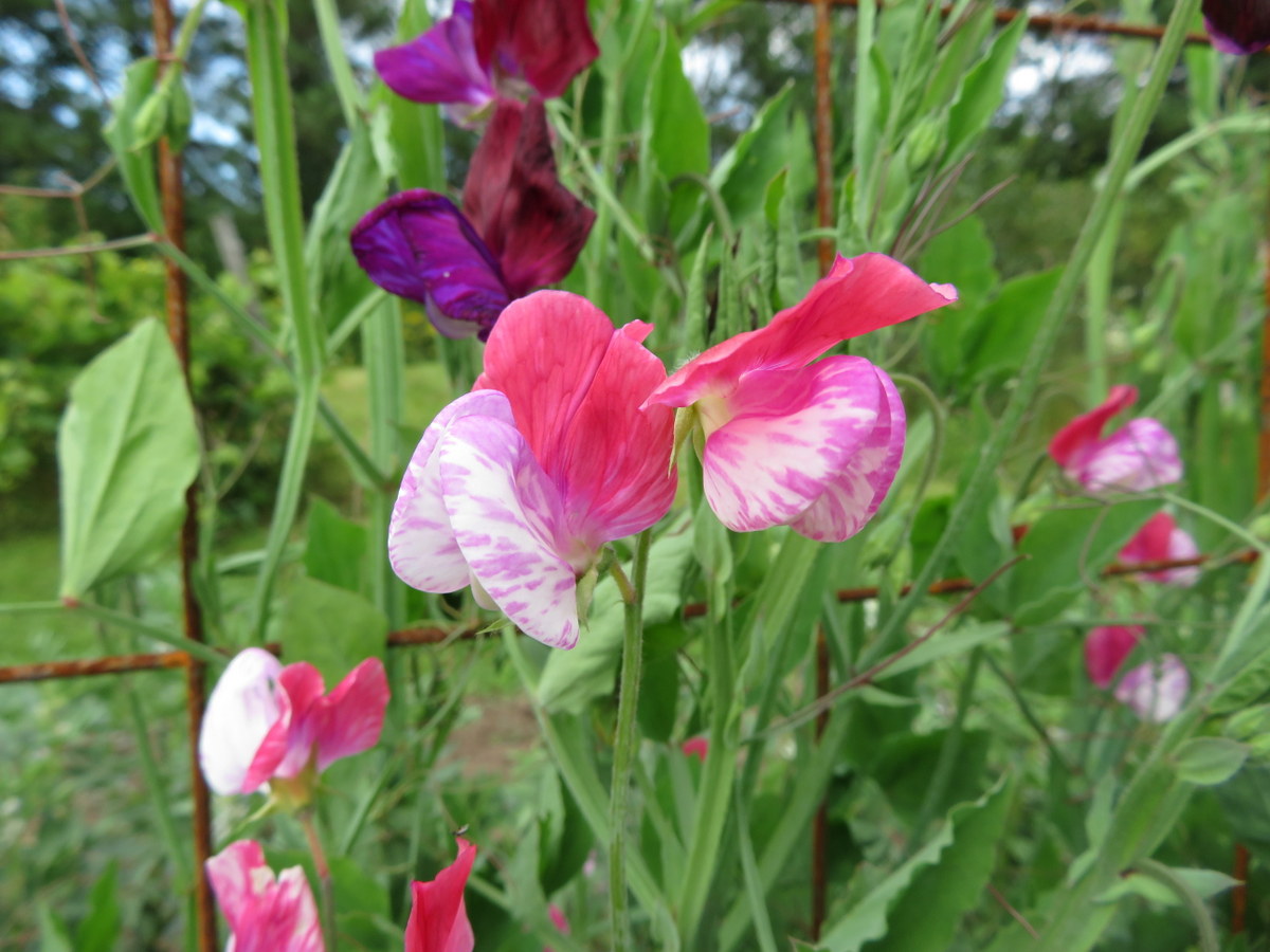 Sweet pea, lathyrus odoratus