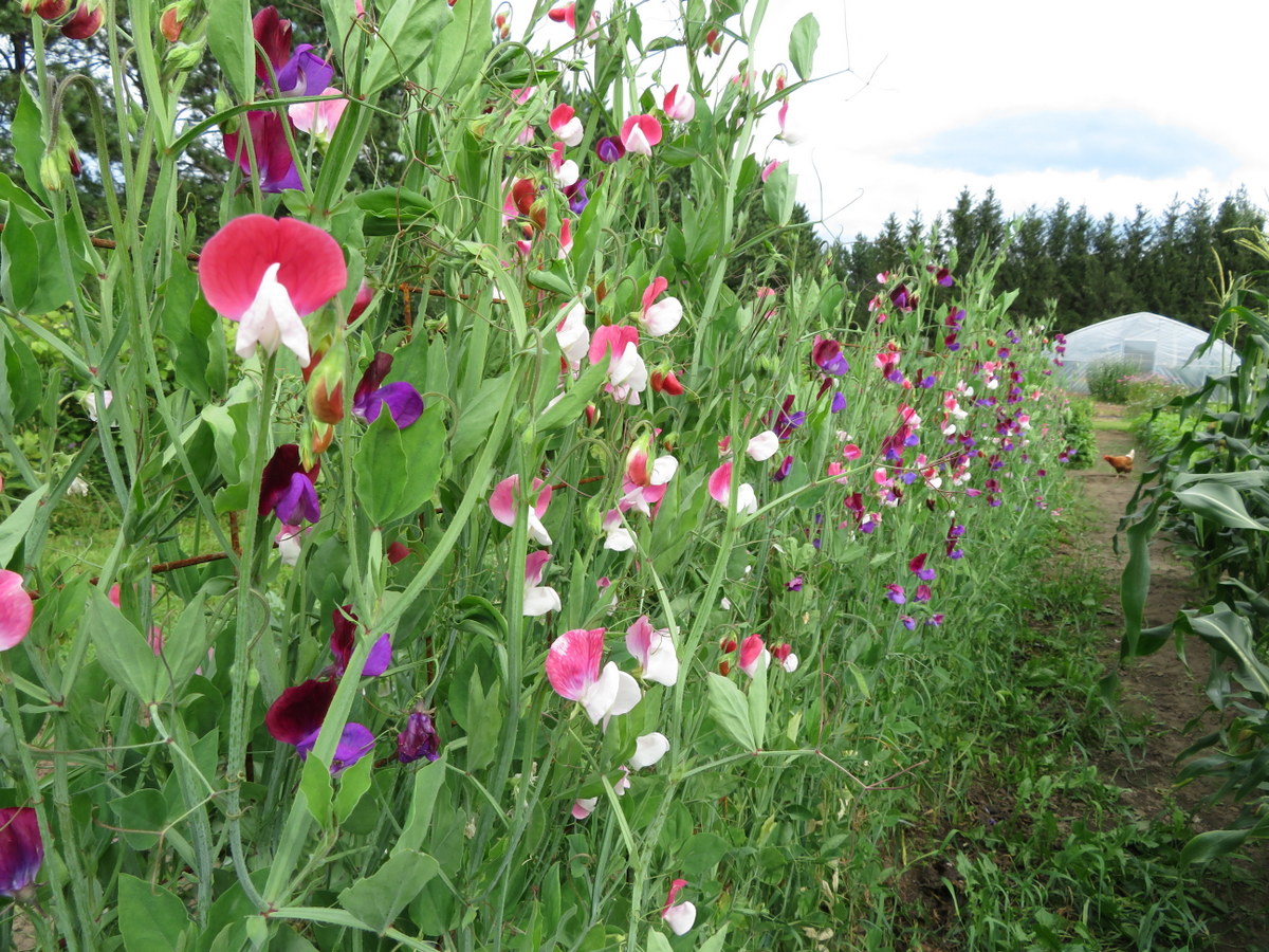 Sweet pea, lathyrus odoratus