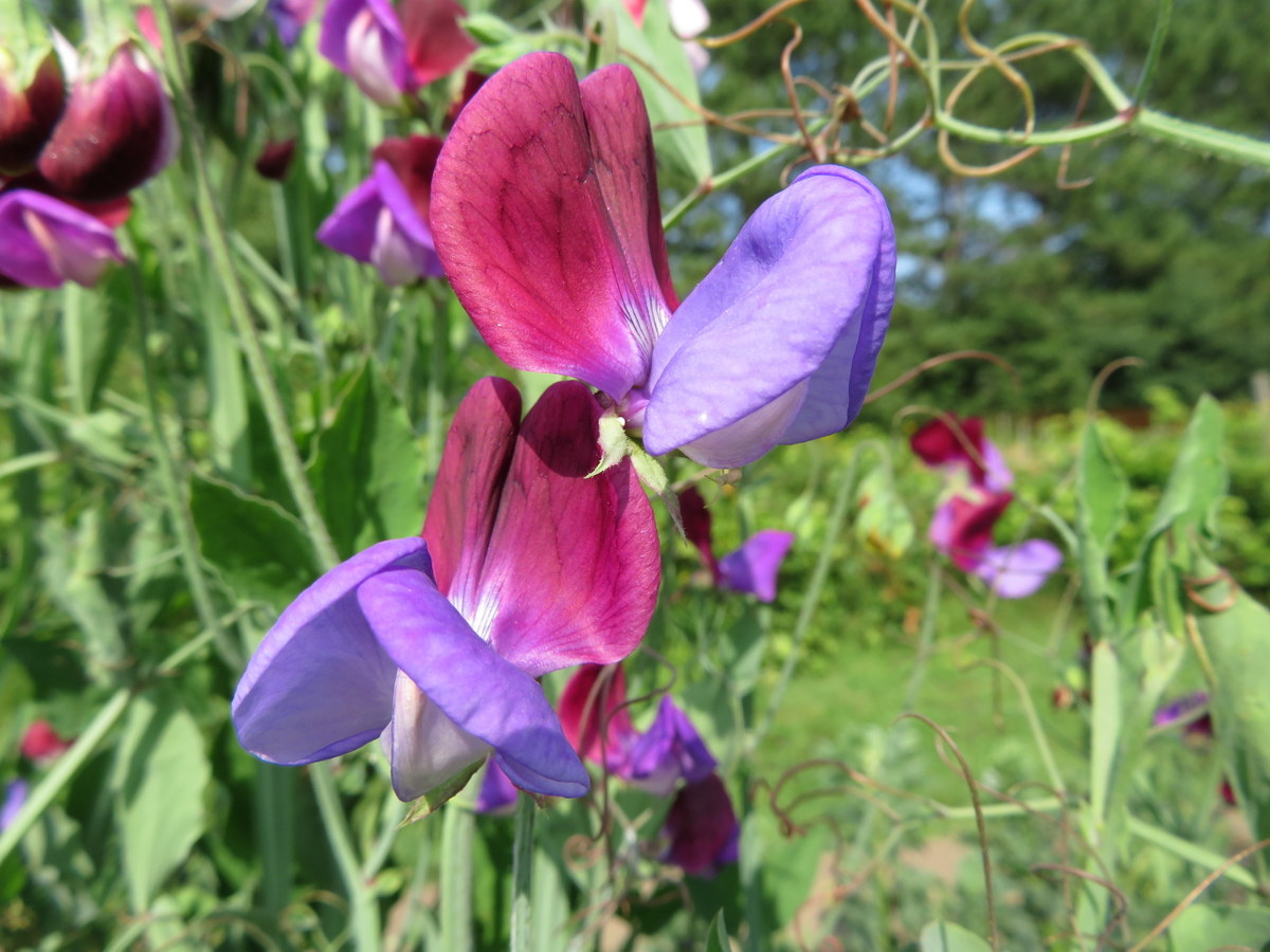 Sweet pea, lathyrus odoratus
