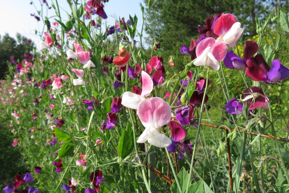 Sweet pea, lathyrus odoratus