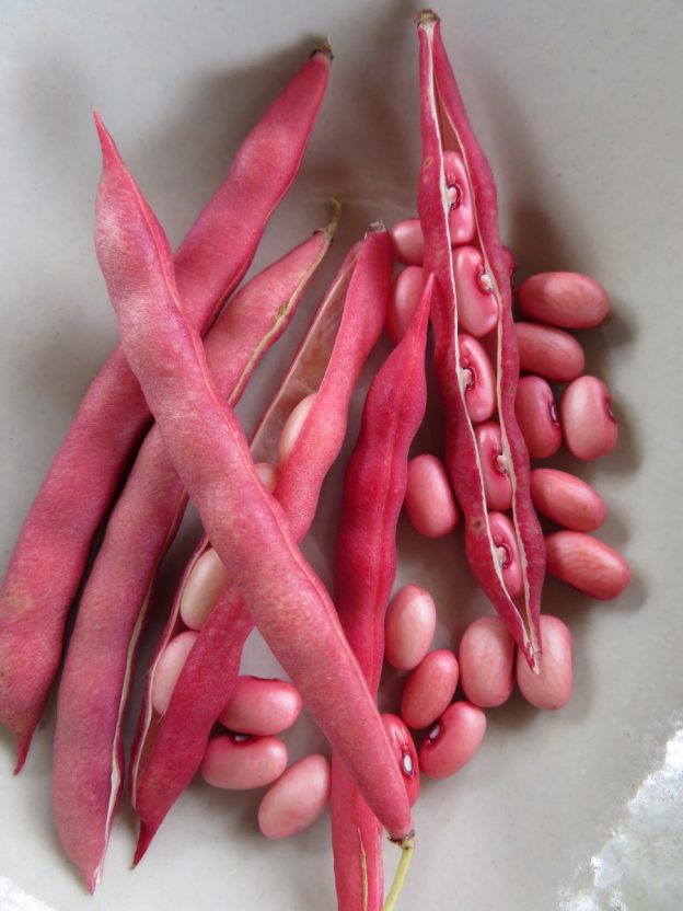 Red Peanut bean SEEDS Le potager ornemental de Catherine
