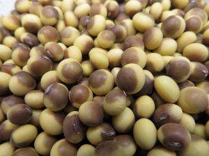 Ezonishiki soybean