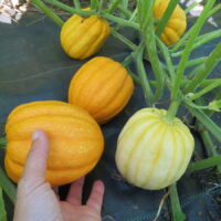 Courge Gill’s Golden Pippin