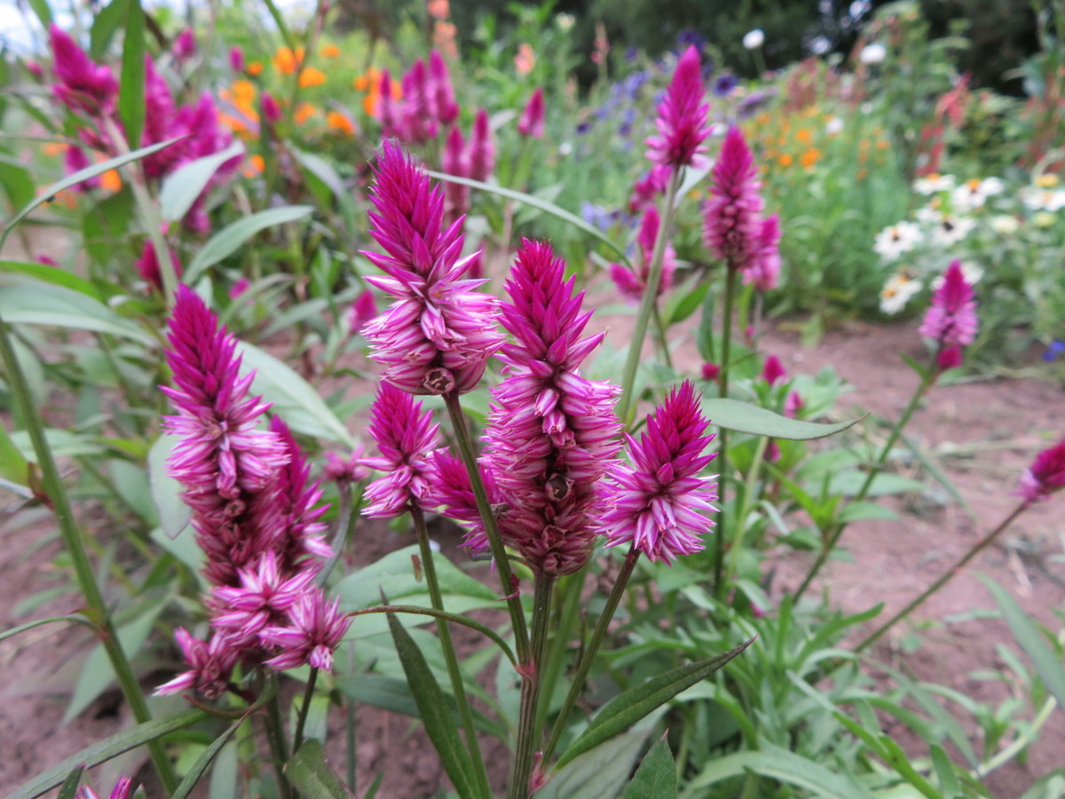 Celosie Ruby Perfect