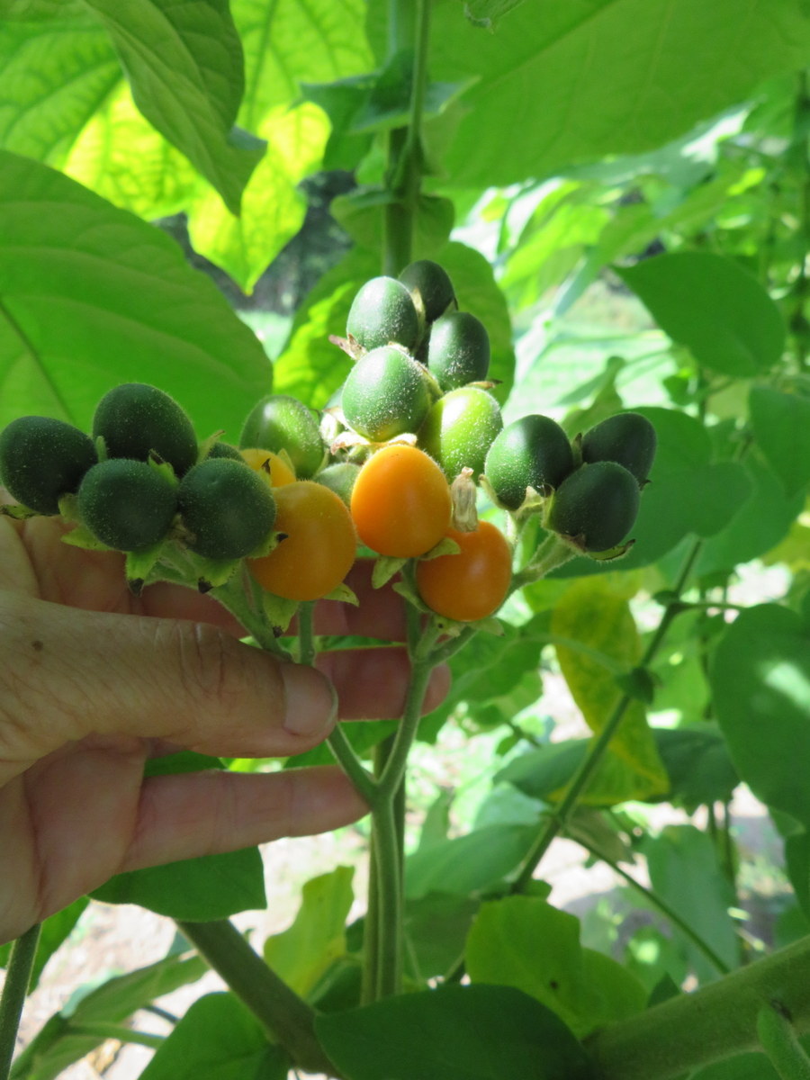 Tamarillo Nain SEMENCES Le Potager Ornemental De Catherine Tamarillo Nain SEMENCES Le Potager Ornemental De Catherine