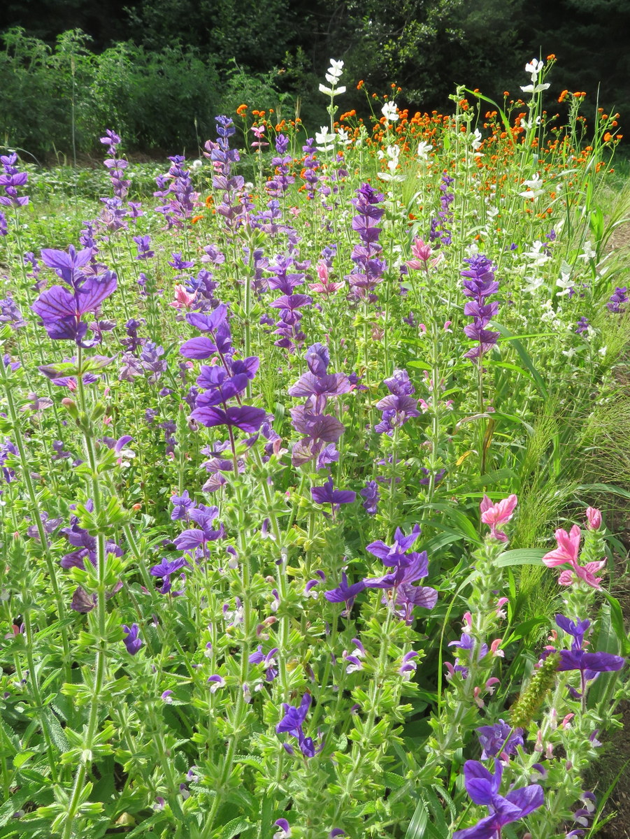 Painted sage, salvia horminum (syn. s. viridis)