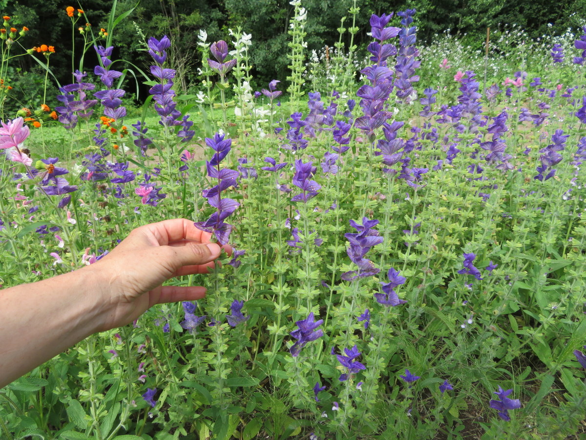 Painted sage, salvia horminum (syn. s. viridis)
