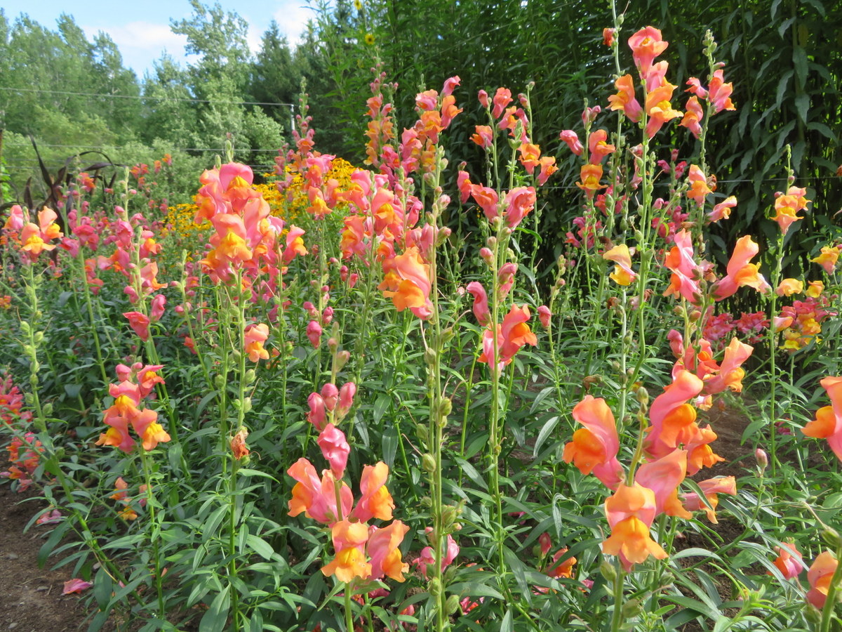 Orange Wonder snapdragon, antirrhinum majus