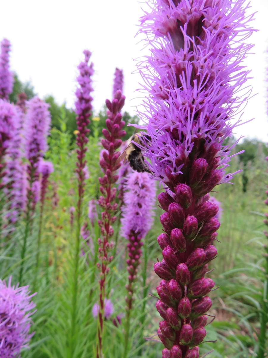 Spiked Liatris