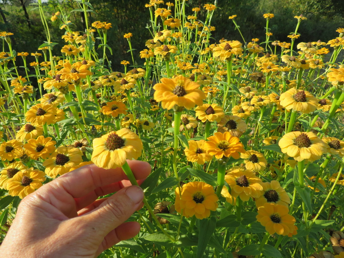 Yellow Peruvian zinnia, zinnia peruviana
