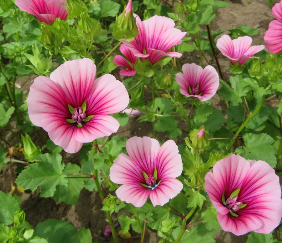Large-flowered malope