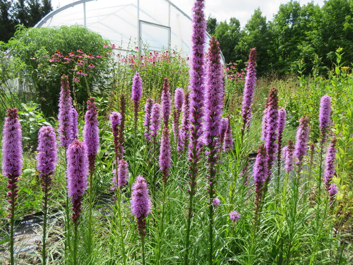 Spiked Liatris