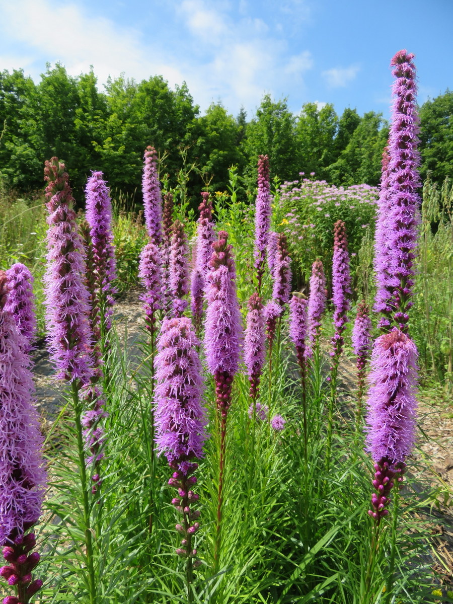 Spiked Liatris