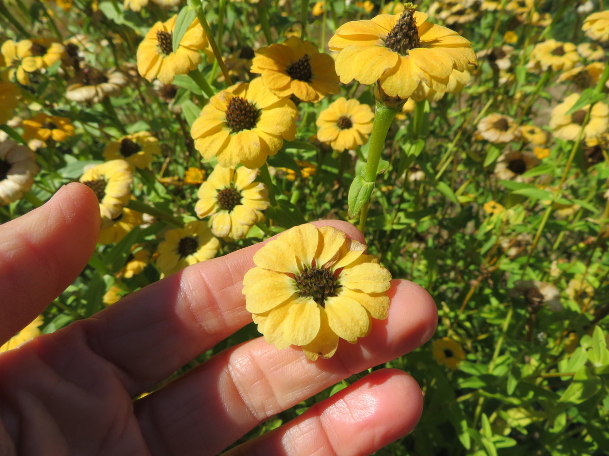 Yellow Peruvian zinnia, zinnia peruviana