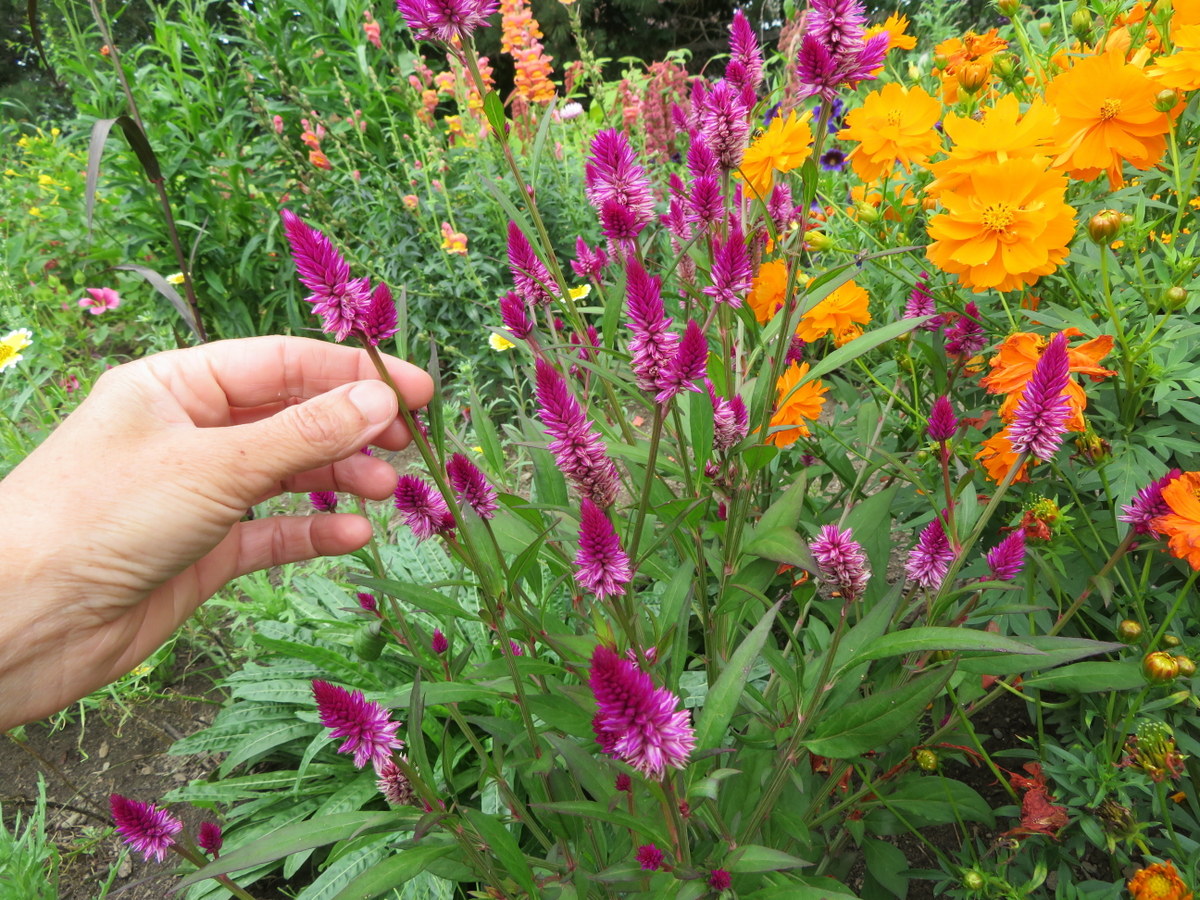 Celosie Ruby Perfect