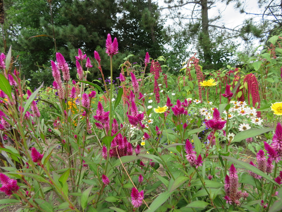 Celosie Ruby Perfect