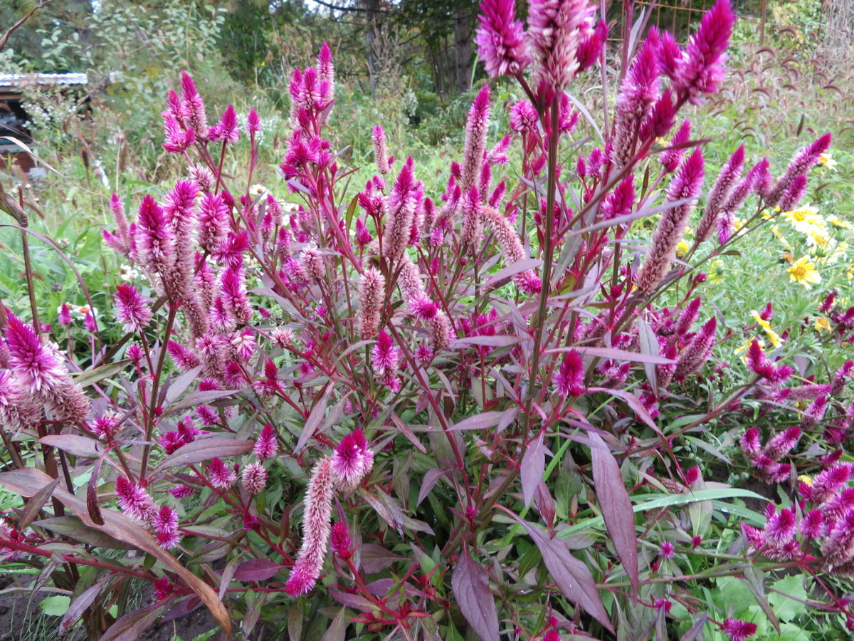 Celosie Ruby Perfect