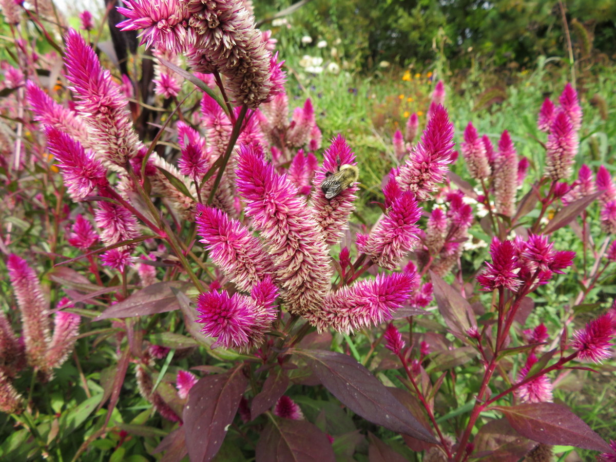 Celosie Ruby Perfect