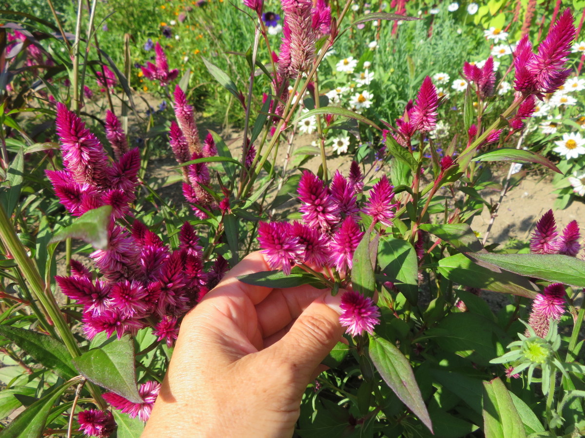 Celosie Ruby Perfect