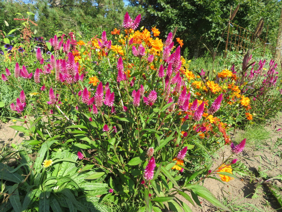 Celosie Ruby Perfect