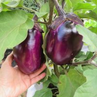 Violette of Florence eggplant