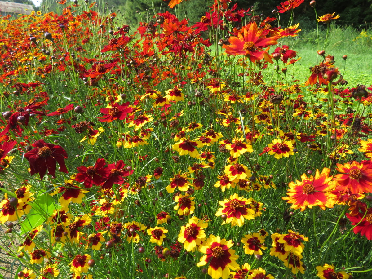 Coréopsis des teinturiers mix