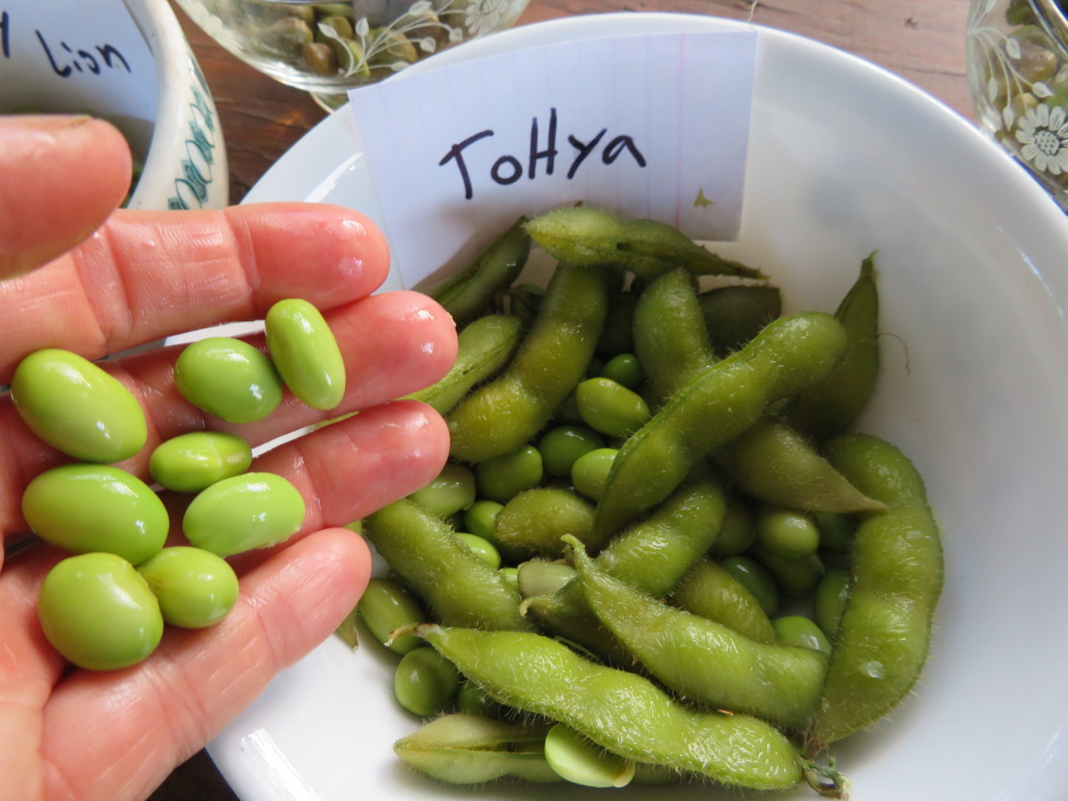 Tohya soybean