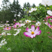 Cosmos Picotée, cosmos bipinnatus