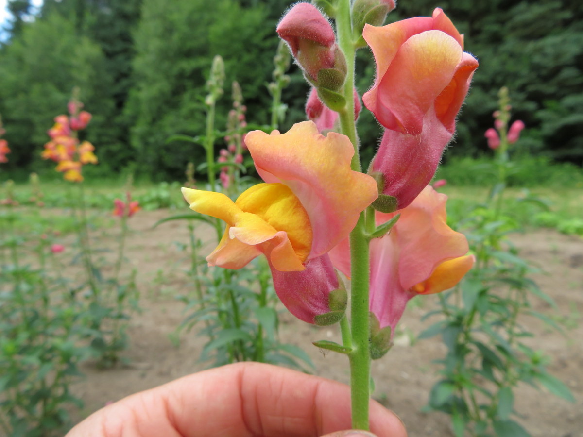 Orange Wonder snapdragon, antirrhinum majus