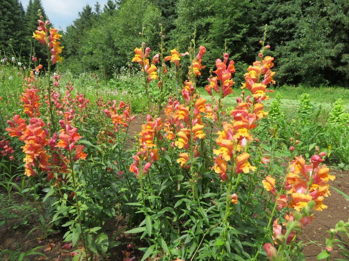 Orange Wonder snapdragon, antirrhinum majus