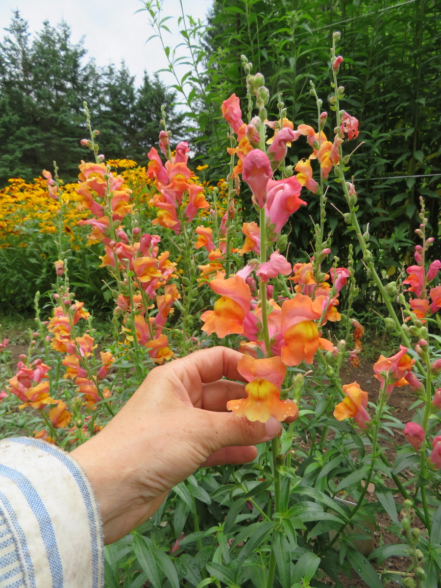 Orange Wonder snapdragon, antirrhinum majus